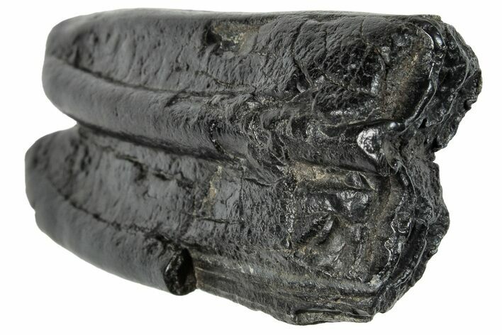 Pleistocene Aged Fossil Horse Tooth - South Carolina #260011